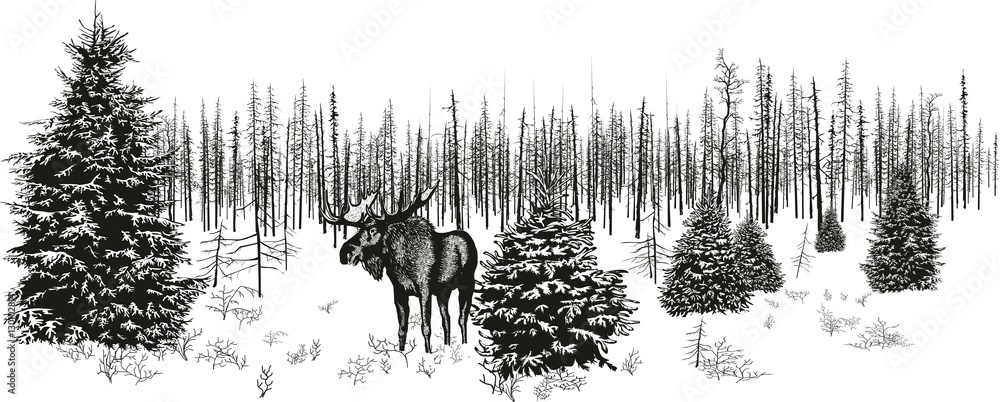 Fototapeta premium Łoś syberyjski w zimowym lesie. / Grafika wektorowa łosia na północy w zimowym lesie.