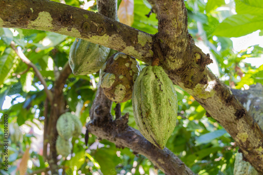 Cocoa beans (Theobroma cacao) on a tree, Bali, Indonesia