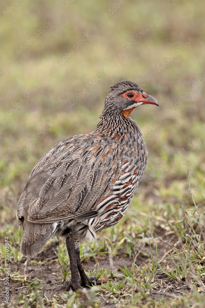 Grey-breasted spurfowl (grey-breasted francolin) (Francolinus rufopictus), Serengeti National Park, Tanzania Grey-breasted spurfowl (grey-breasted francolin) (Francolinus rufopictus), Serengeti National Park, Tanzania