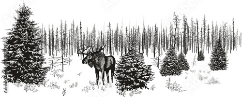  Siberian moose in winter forest./Vector image of a moose in the north in the winter forest.