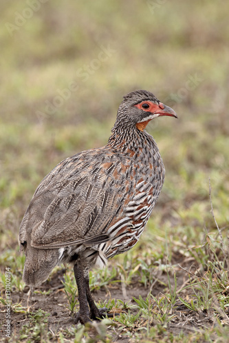 Grey-breasted spurfowl (grey-breasted francolin) (Francolinus rufopictus), Serengeti National Park, Tanzania photo