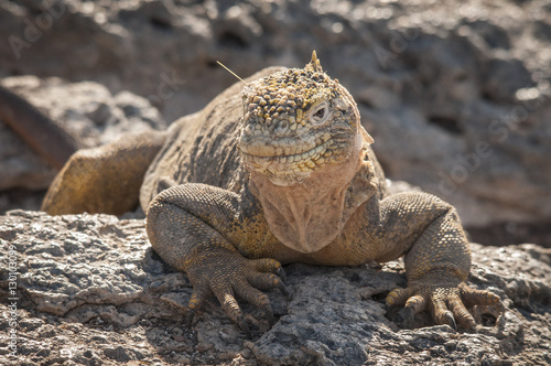 Land Iguana Portrait