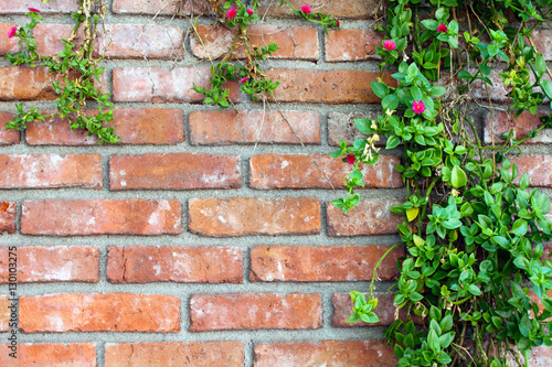 Red brick wall with climbing plants