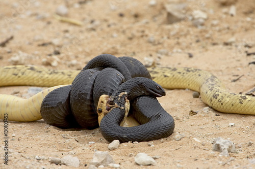 Cape cobra (Naja nivea) and mole snake (Pseudaspis cana) fighting, Kgalagadi Transfrontier Park, encompassing the former Kalahari Gemsbok National Park