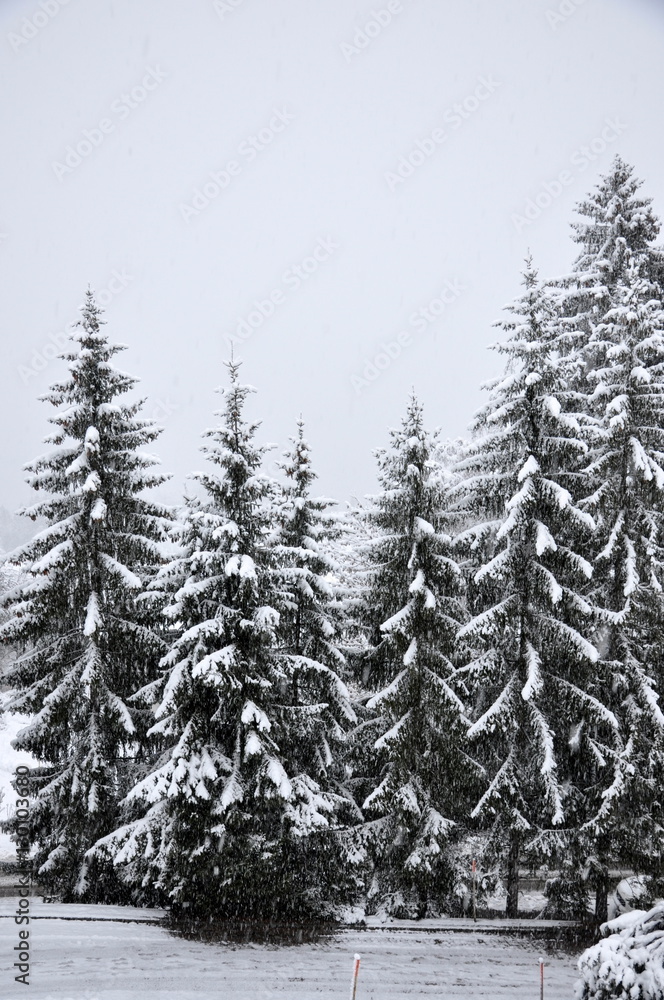 Obraz premium pine trees in forest heavy with snow 