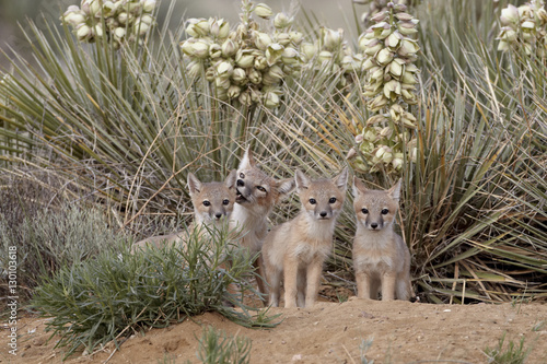 Swift fox (Vulpes velox) vixen and three kits at their den, Pawnee National Grassland, Colorado photo