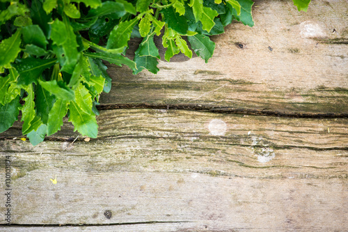 Old  dirty wooden board with green leaves on the corner