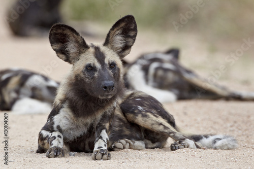 African wild dog (African hunting dog) (Cape hunting dog) (Lycaon pictus), Kruger National Park