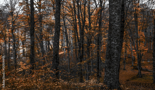 Folliate d'autunno . Monte Cimino © Rof152