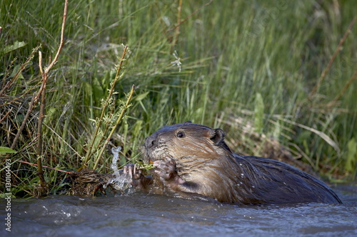 Beaver (Castor canadensis) feeding in Soda Butte Creek, Yellowstone National Park, Wyoming photo