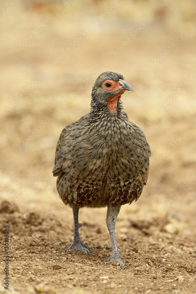 Swainson's francolin or spurfowl (Pternistes swainsonii), Kruger National Park Swainson's francolin or spurfowl (Pternistes swainsonii), Kruger National Park