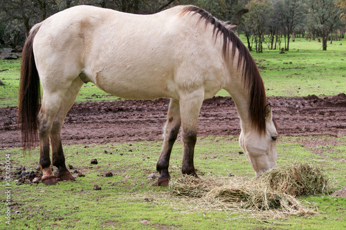 Buckskin horse eating grass