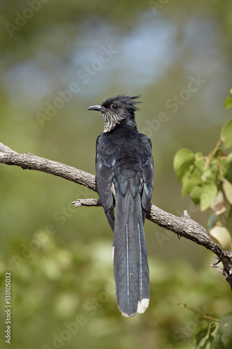 Levaillant's cuckoo (Le Vaillant's cuckoo) (striped cuckoo) (Clamator levaillantii), Kruger National Park photo