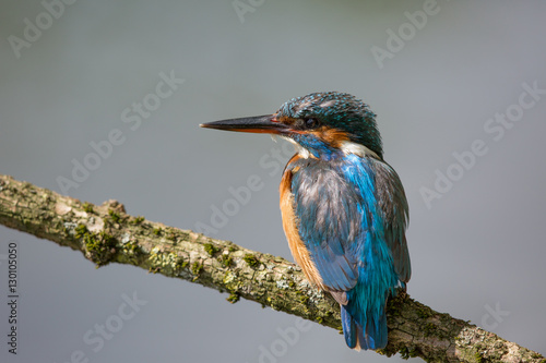 European Kingfisher