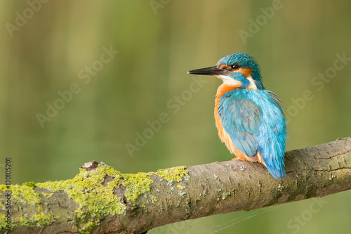 European Kingfisher © Wim