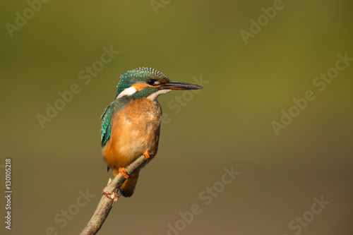 European Kingfisher © Wim