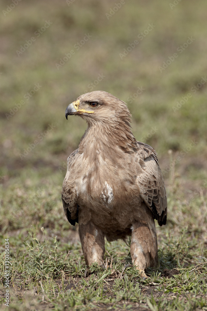 Tawny eagle (Aquila rapax), Serengeti National Park, Tanzania Tawny eagle (Aquila rapax), Serengeti National Park, Tanzania