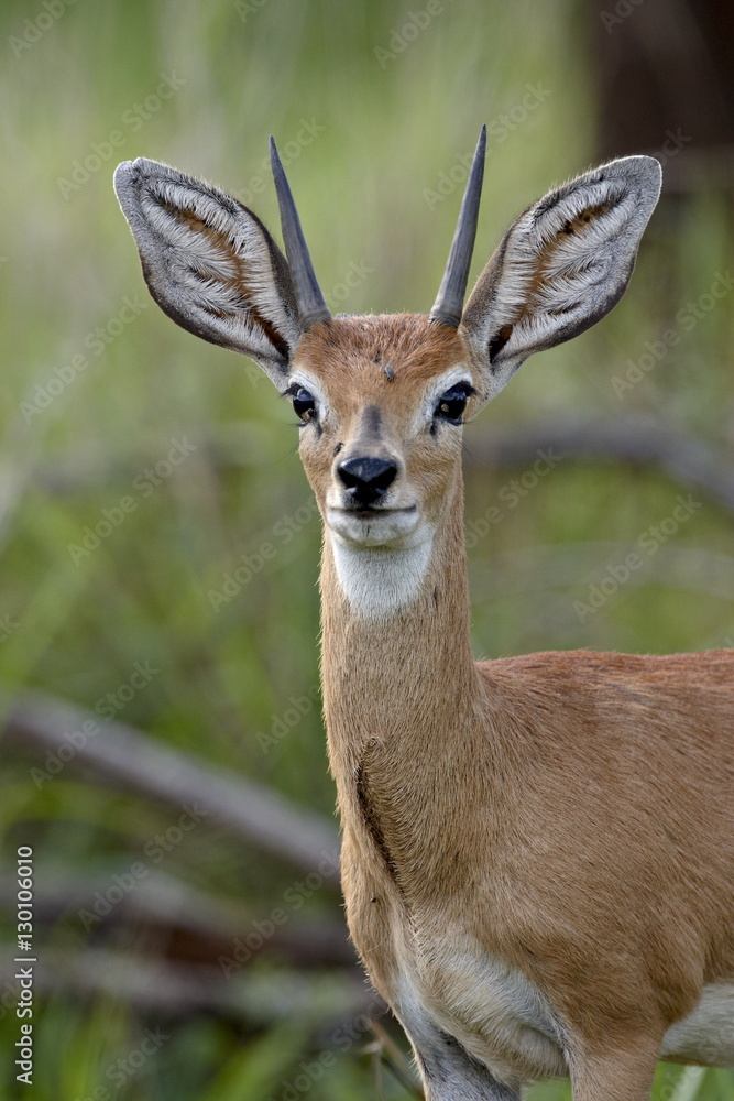 Male Steenbok (Raphicerus campestris), Kruger National Park Male Steenbok (Raphicerus campestris), Kruger National Park