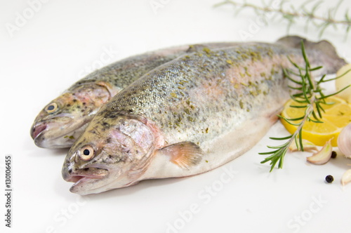 raw trout on white background