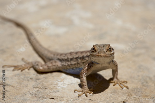 Male sagebrush lizard (Sceloporus graciosus) looking at camera, Canyonlands National Park, Utah photo