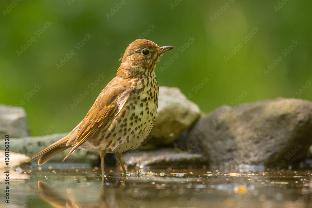 Song Thrush Song Thrush