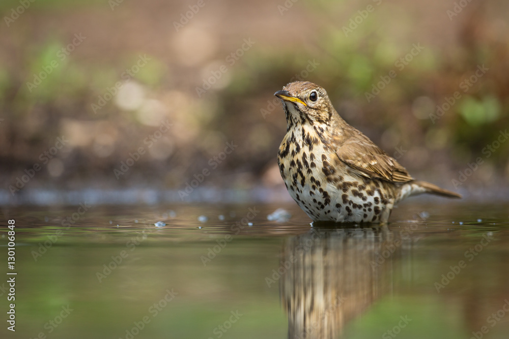 Fototapeta premium Song Thrush