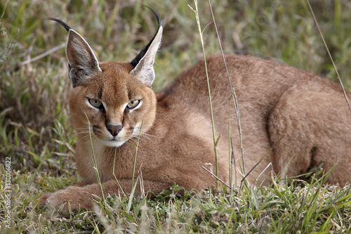 Caracal (Caracal caracal), Serengeti National Park, Tanzania photo