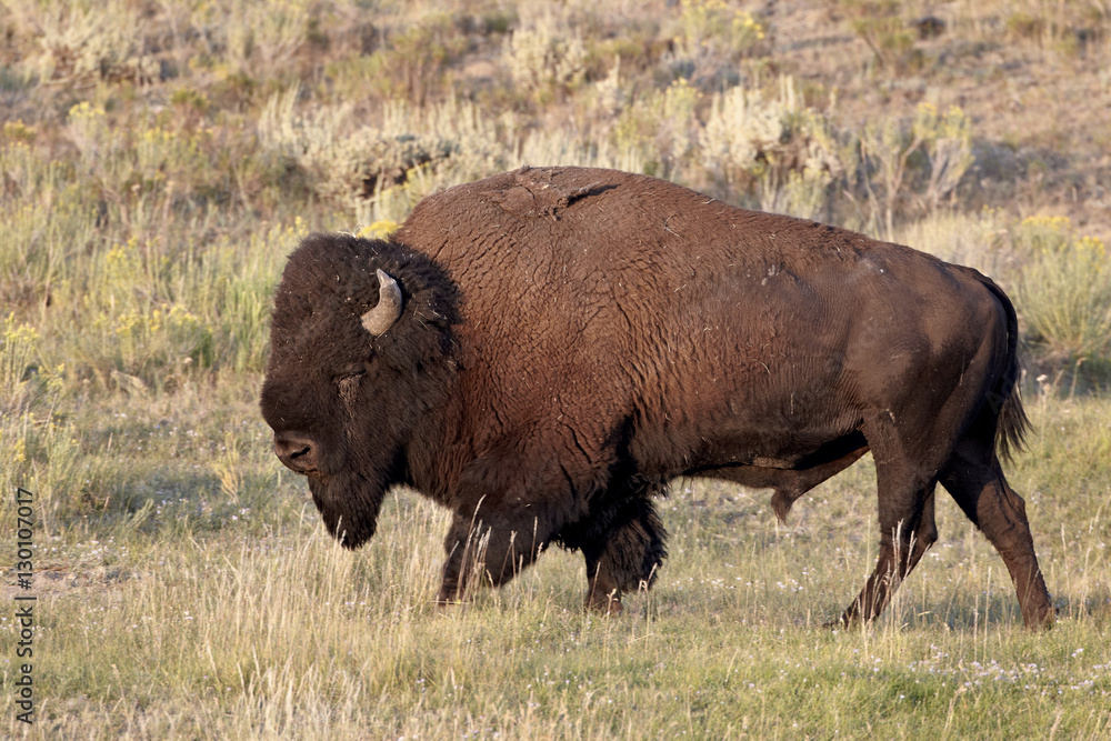 Bison (Bison bison) bull, Yellowstone National Park, Wyoming Bison (Bison bison) bull, Yellowstone National Park, Wyoming