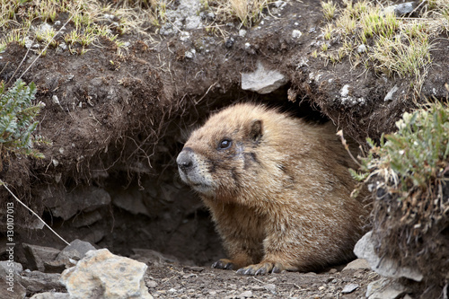Yellow-bellied marmot (yellowbelly marmot) (Marmota flaviventris) at a burrow entrance, San Juan National Forest, Colorado