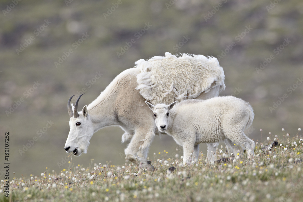 Mountain goat (Oreamnos americanus) nanny and kid in the spring, Shoshone National Forest, Wyoming Mountain goat (Oreamnos americanus) nanny and kid in the spring, Shoshone National Forest, Wyoming