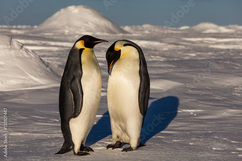 Emperor penguin couple