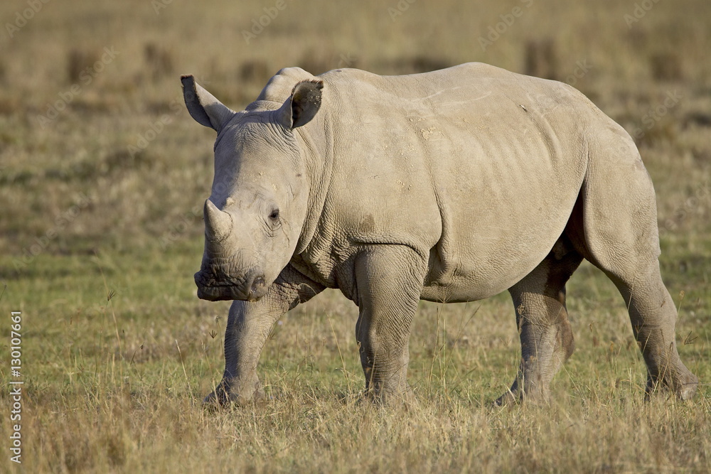 Baby white rhinoceros (Ceratotherium simum), Lake Nakuru National Park, Kenya Baby white rhinoceros (Ceratotherium simum), Lake Nakuru National Park, Kenya