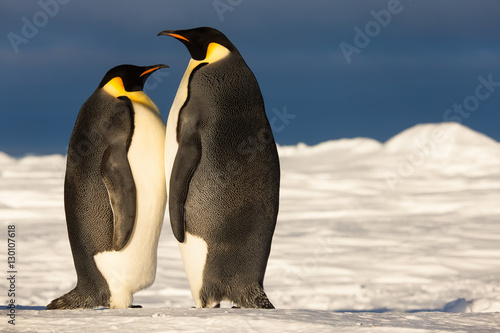 Emperor penguin couple standing together