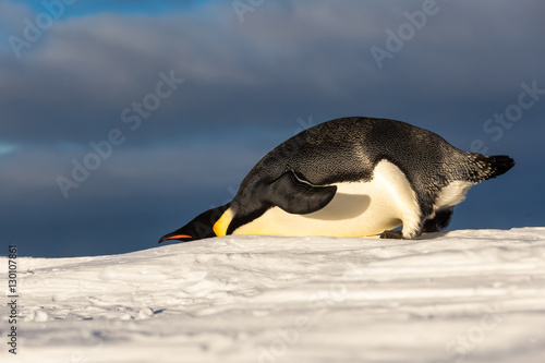 Emperor penguin ducking