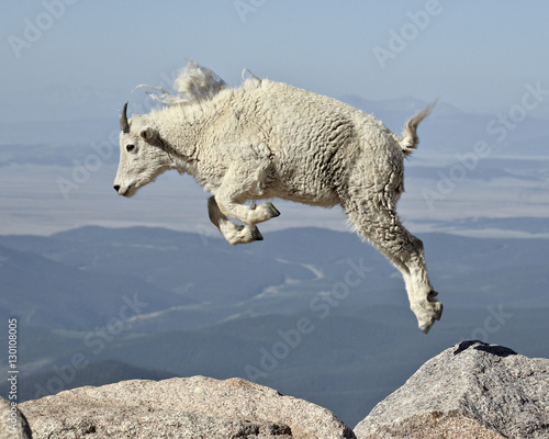 Mountain goat (Oreamnos americanus) yearling jumping, Mount Evans, Arapaho-Roosevelt National Forest, Colorado