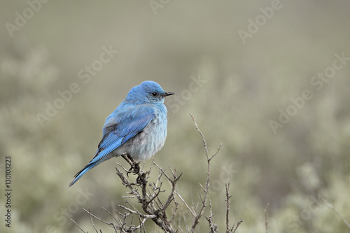 Male mountain bluebird (Sialia currucoides), Yellowstone National Park, Wyoming