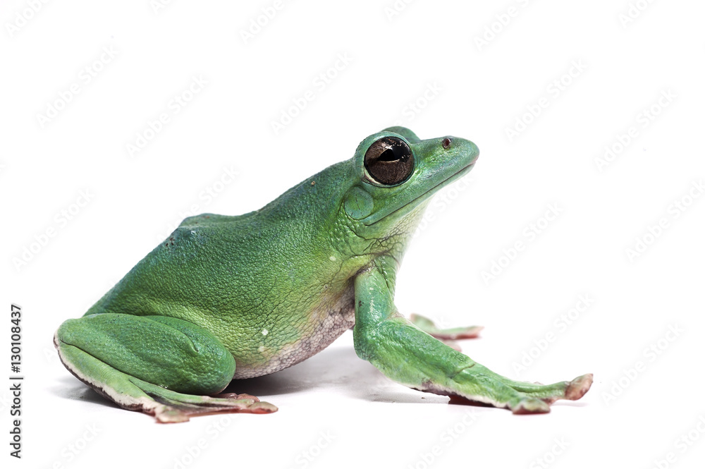 Obraz premium frog isolated on white background