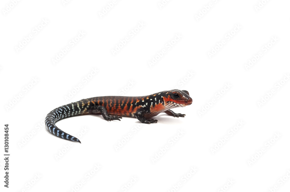 Obraz premium gecko isolated on white
