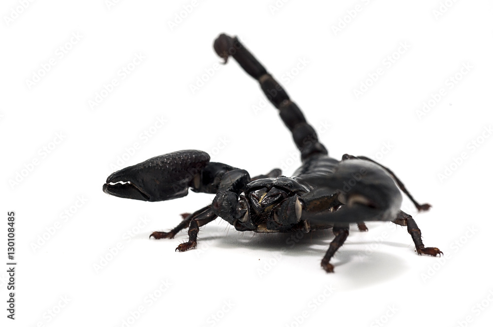 bug isolated bug isolated