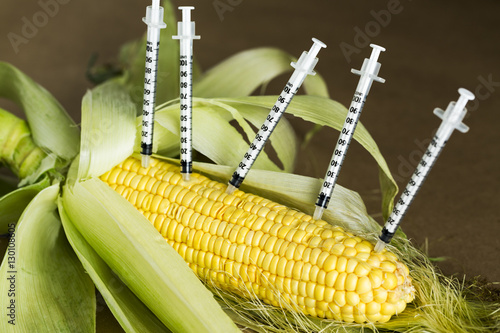 Concept,  GMO Corn photo