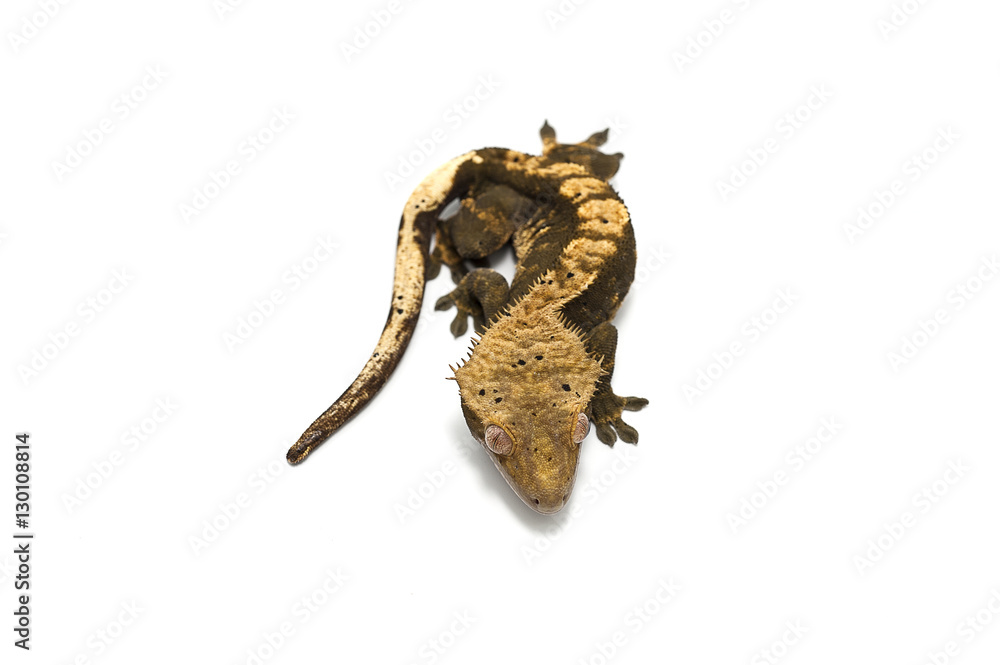 Obraz premium gecko isolated on white