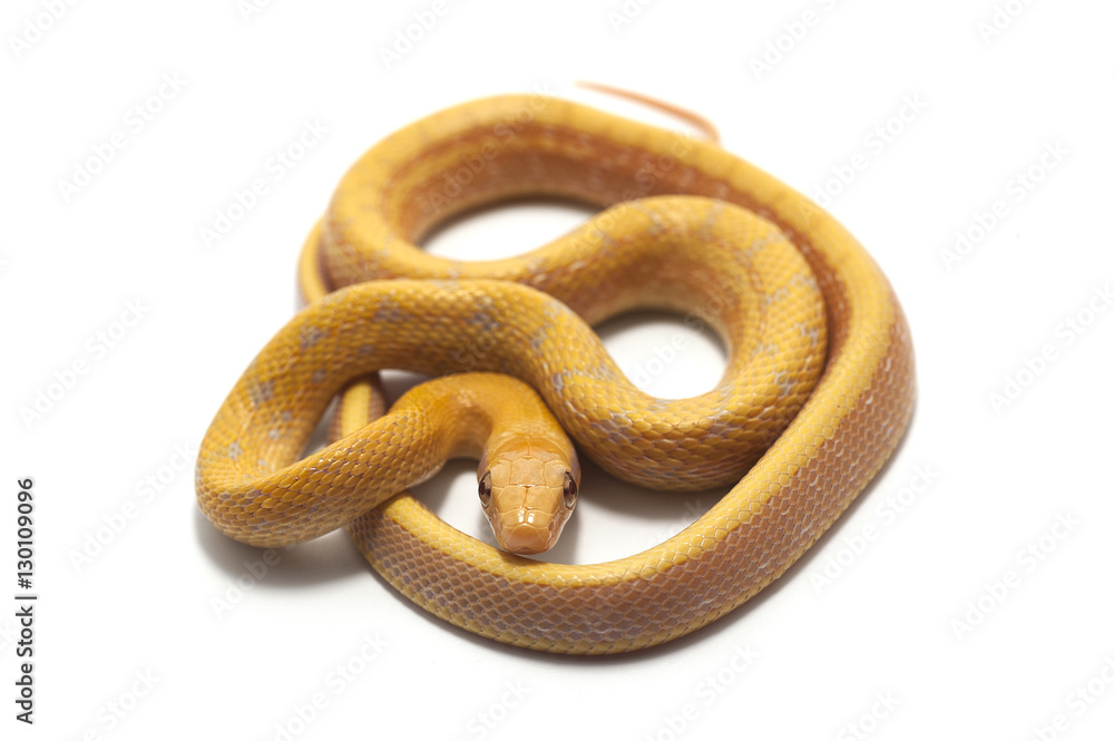 snake isolated on white backgrounde snake isolated on white backgrounde
