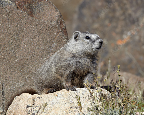 Young grayish yellow-bellied marmot (yellowbelly marmot) (Marmota flaviventris), Shoshone National Forest, Wyoming