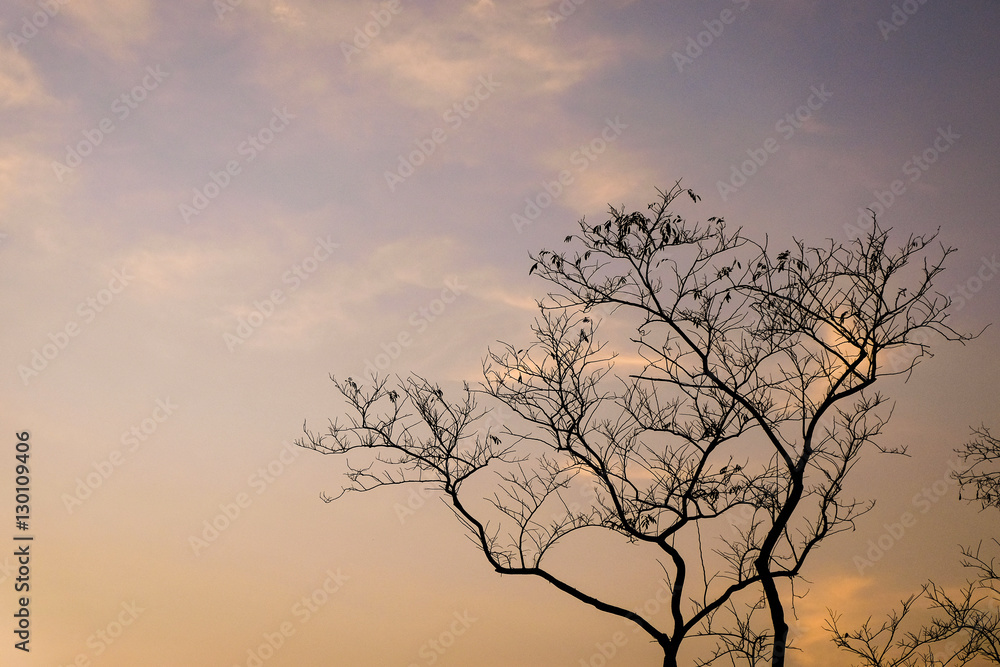 Silhouette branch of tree.