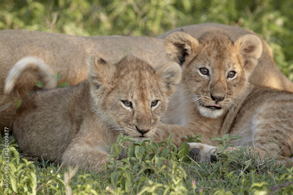 Two young lion (Panthera leo) cubs, Serengeti National Park, Tanzania Two young lion (Panthera leo) cubs, Serengeti National Park, Tanzania