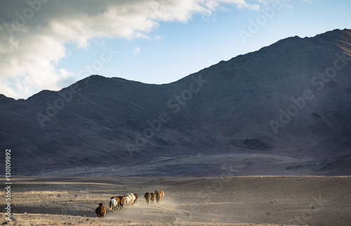wild horses in a mongolian landscape