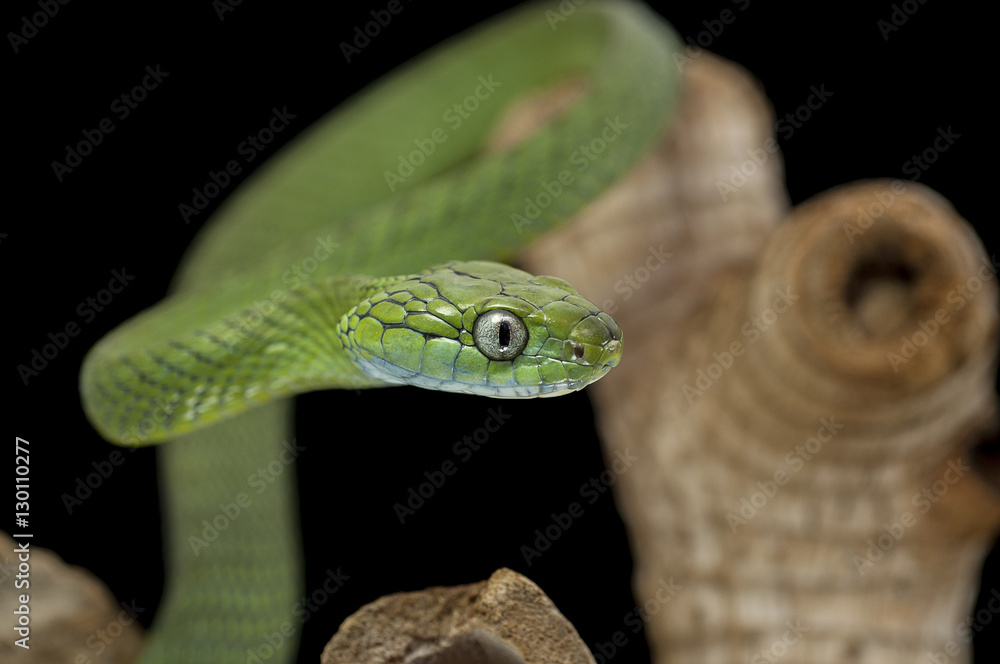Fototapeta premium snake wildlife reptile tree