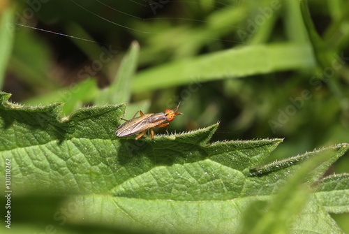 Hornfliege, Mücke auf Blatt, Limnia unguicornis