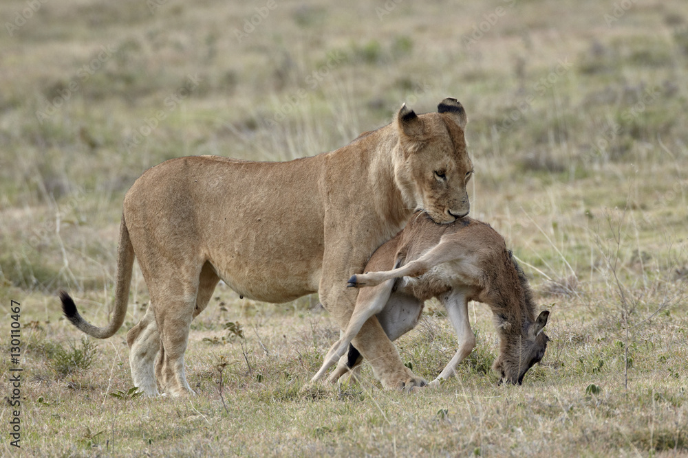 Lioness (Panthera leo) carrying a baby blue wildebeest (brindled gnu) (Connochaetes taurinus) kill, Tanzania Lioness (Panthera leo) carrying a baby blue wildebeest (brindled gnu) (Connochaetes taurinus) kill, Tanzania