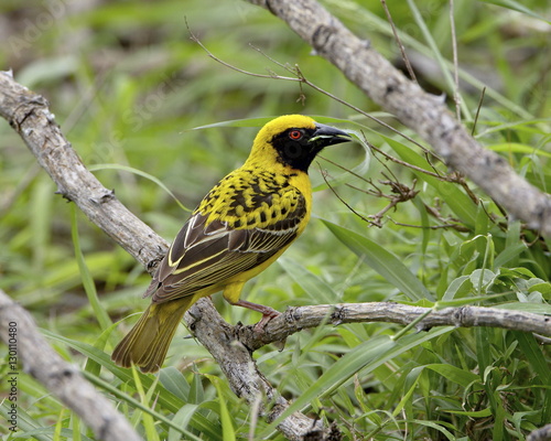 Male Spotted-backed weaver (Village weaver) (Ploceus cucullatus) collecting grass for his nest, Addo Elephant National Park photo